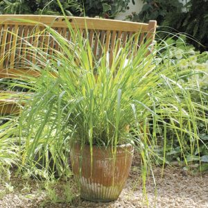lemongrass in pot